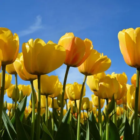 Holiday Home In Noordwijkerhout By Lake Noordwijkerhout