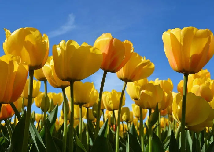 Holiday Home In Noordwijkerhout By Lake Нордвейкерхаут