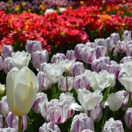 Holiday Home In Noordwijkerhout By Lake